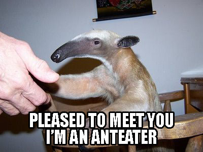 [Bild: pleased-to-meet-you-im-an-anteater.jpg]
